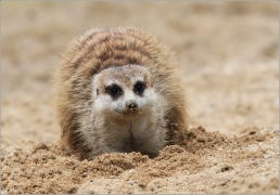 <p>SURIKATA (Suricata suricatta), ZOO Ústí nad Labem</p>